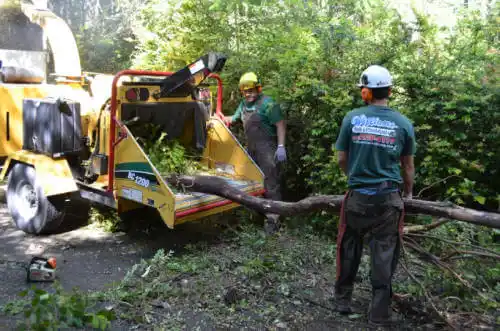 tree services Lincoln Park